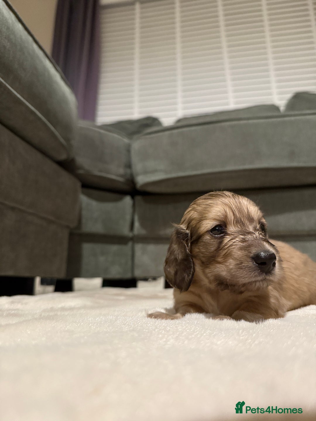 Miniature Dachshund dogs for sale: Shaded cream boy ready now - Advert 9