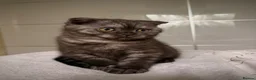 Scottish Fold cats for sale: Adorable Scottish Fold🐾 - Advert 3