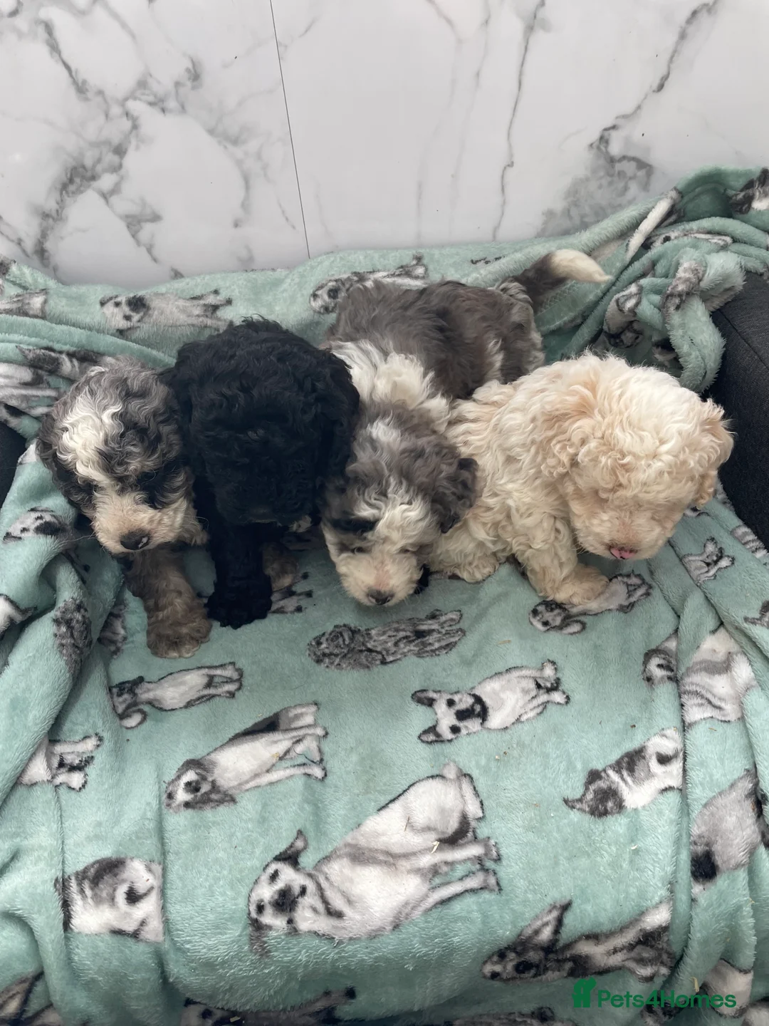 Cockapoo dogs for sale: Stunning F1B cockapoo puppies Boys & Girls  - Advert 11