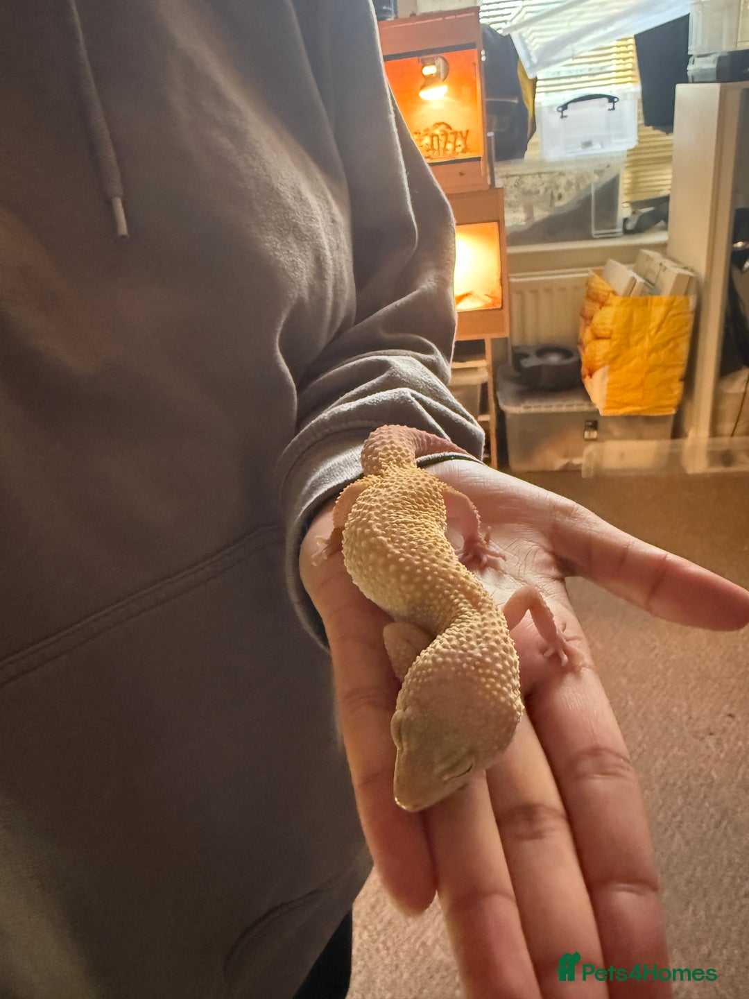 Leopard Gecko reptiles for sale: Leopard geckos for sale  - Advert 2