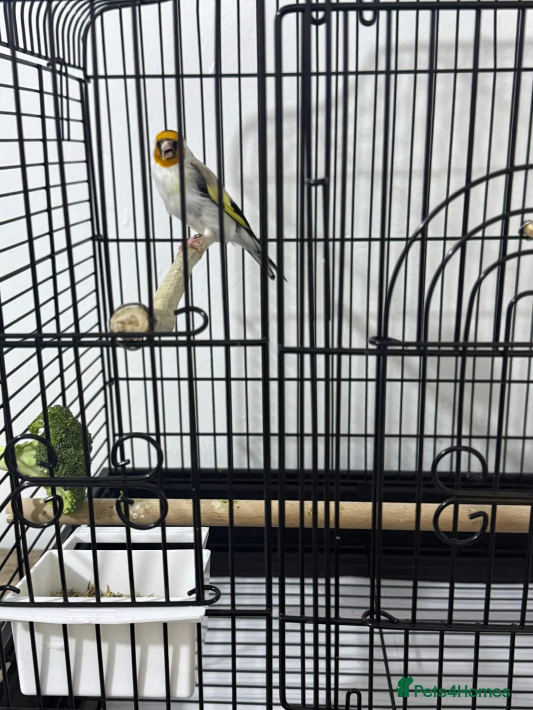 Canaries birds for sale: SIBERIAN GOLDFINCH  in Smethwick - Advert 8