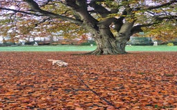 Mixed Breed dogs for sale: 1 year old for sale  - Image 2