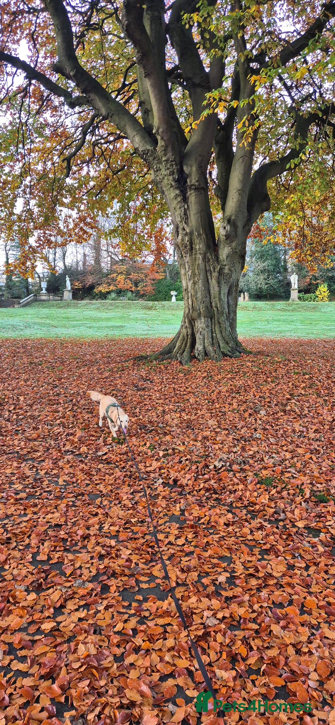 Mixed Breed dogs for sale: 1 year old for sale  - Image 2