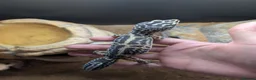 Leopard Gecko reptiles for sale: Leopard Gecko approx 2 years old in Chelmsford - Advert 7