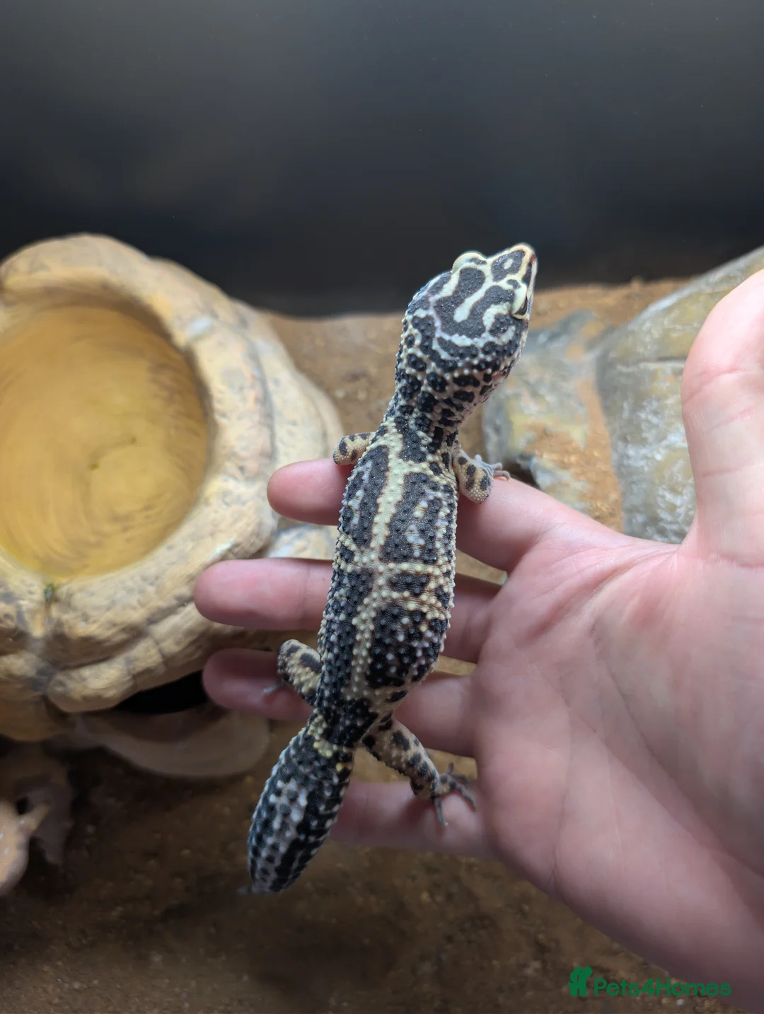 Leopard Gecko reptiles for sale: Leopard Gecko approx 2 years old in Chelmsford - Advert 7