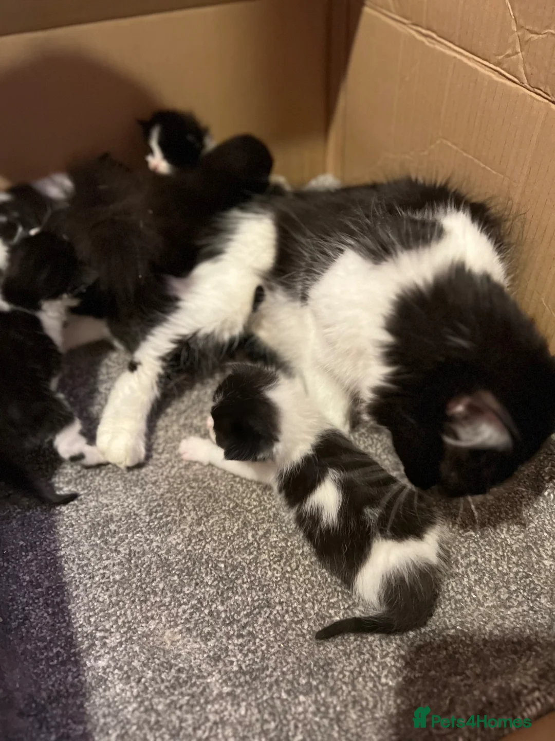 Mixed Breed cats for sale: Kittens  - Advert 25