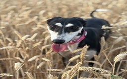 Mixed Breed dogs for sale: Loving beautiful female Saluki whippet - Image 4