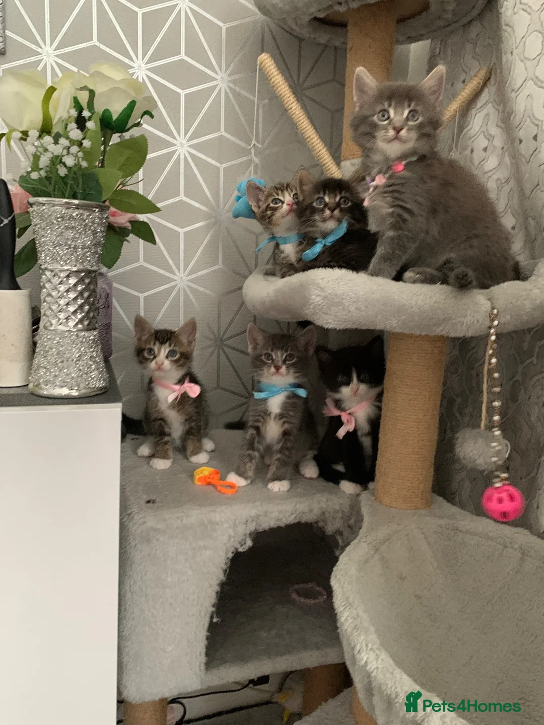 Mixed Breed cats for sale: Beautiful kittens looking for loving home in Enfield - Advert 1