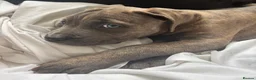 Mixed Breed dogs for sale: Silver Grey Male Cane Corso / Bulmastiff PuppY - Advert 2