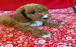 Labradoodle dogs for sale: Labradoodles  - Image 6