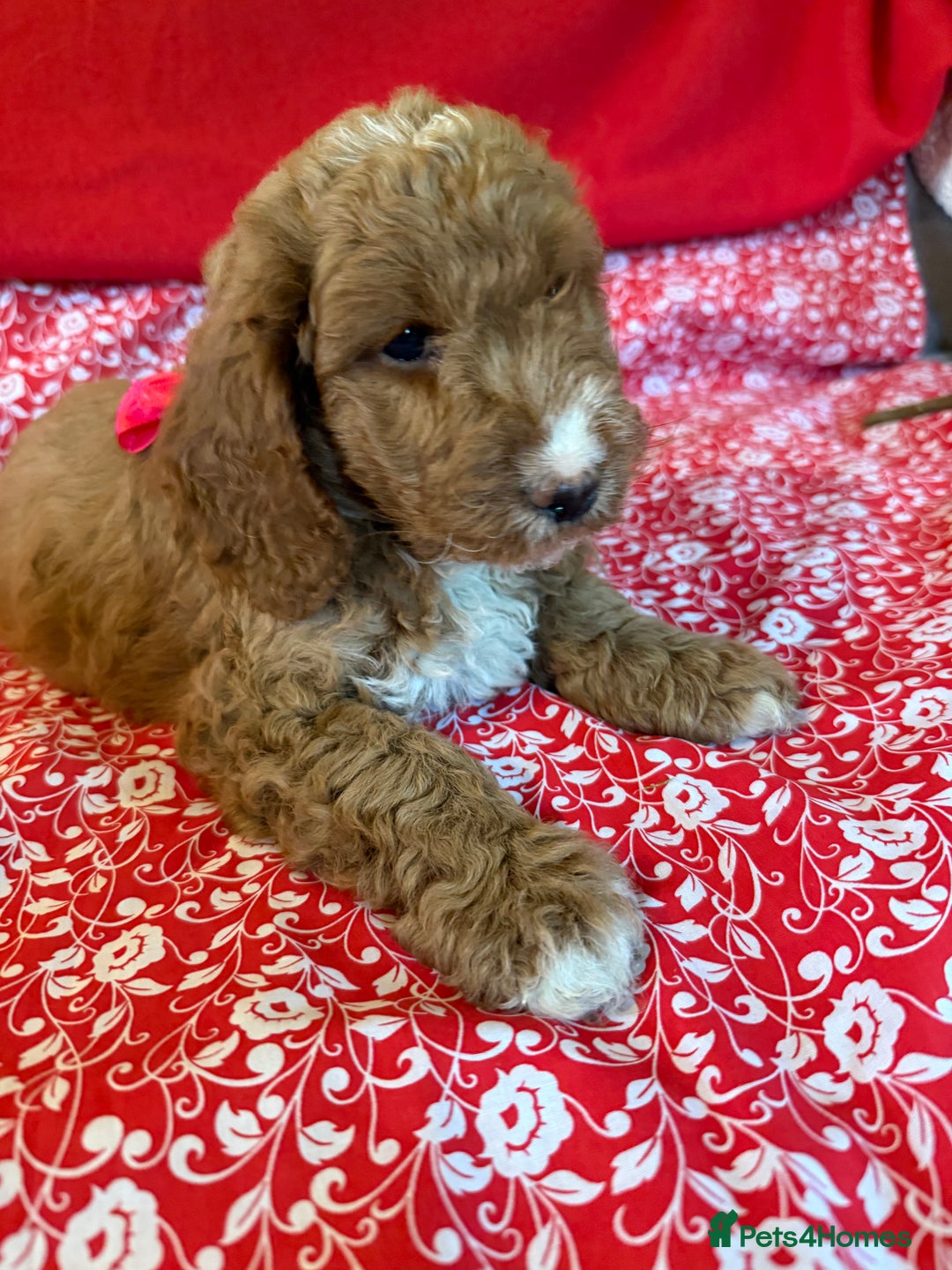 Labradoodle dogs for sale: Labradoodles  - Image 6