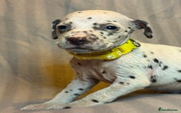Dalmatian dogs for sale: Ready to Home Dalmatian Puppies  - Image 35