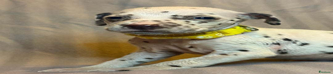 Dalmatian Puppy yellow