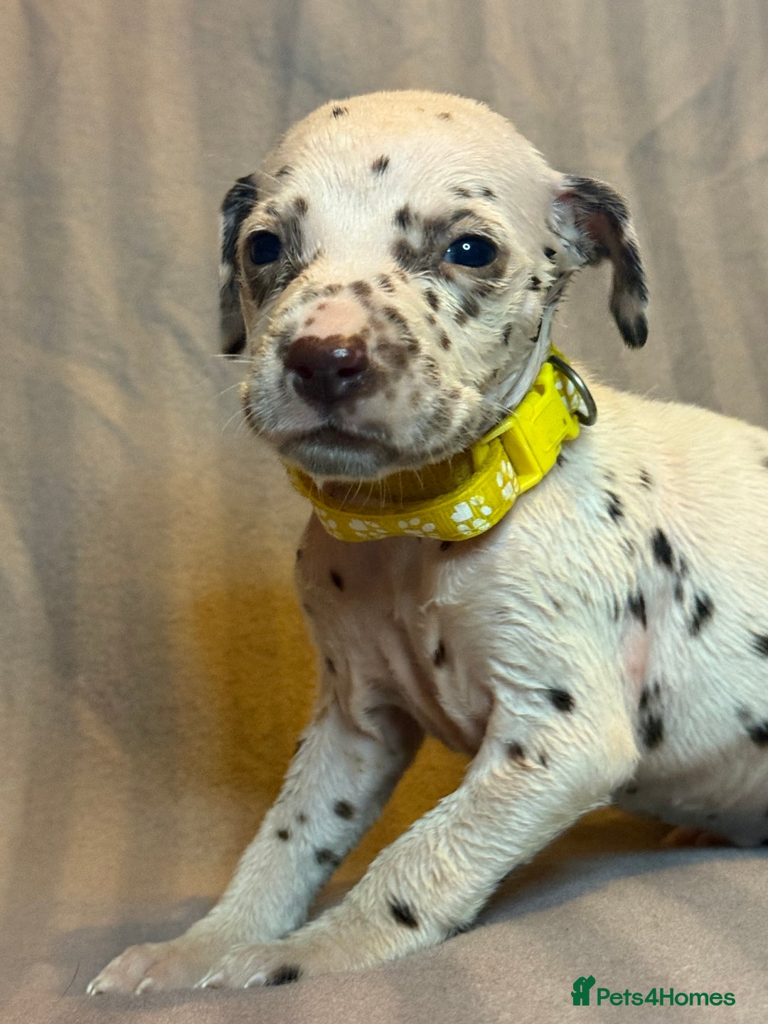 Dalmatian dogs for sale: Ready to Home Dalmatian Puppies  - Image 35