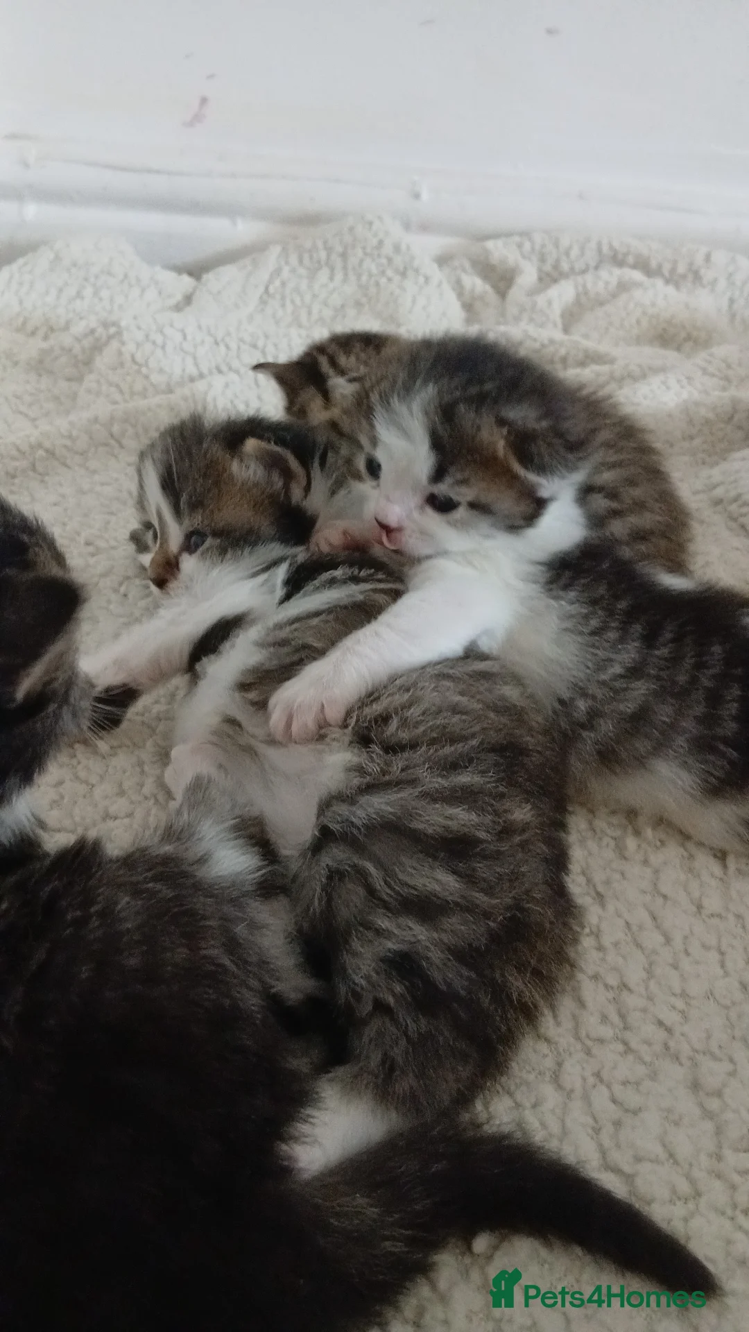 Mixed Breed cats for sale: 8 week kittens  - Advert 1