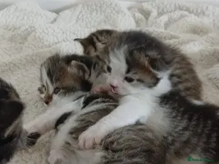 Mixed Breed cats 8 week kittens - Advert 1