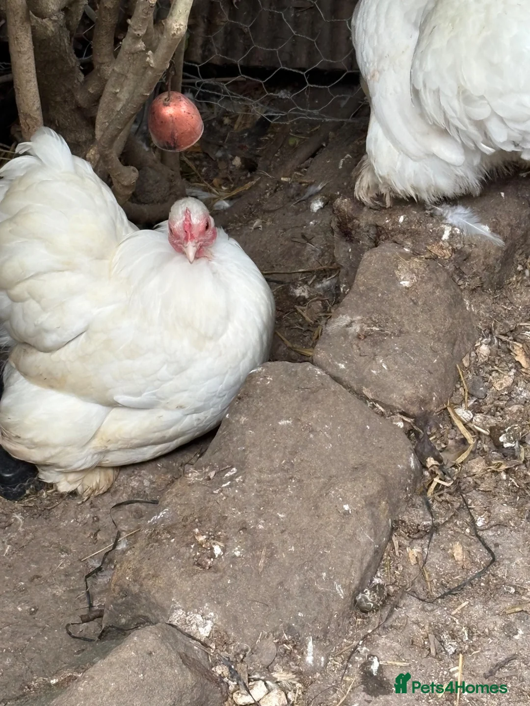 Chickens poultry for sale: Stunning show quality trio of white pekins bantams - Advert 2