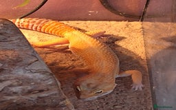 Gecko reptiles for sale: Female leopard gecko - Advert 5