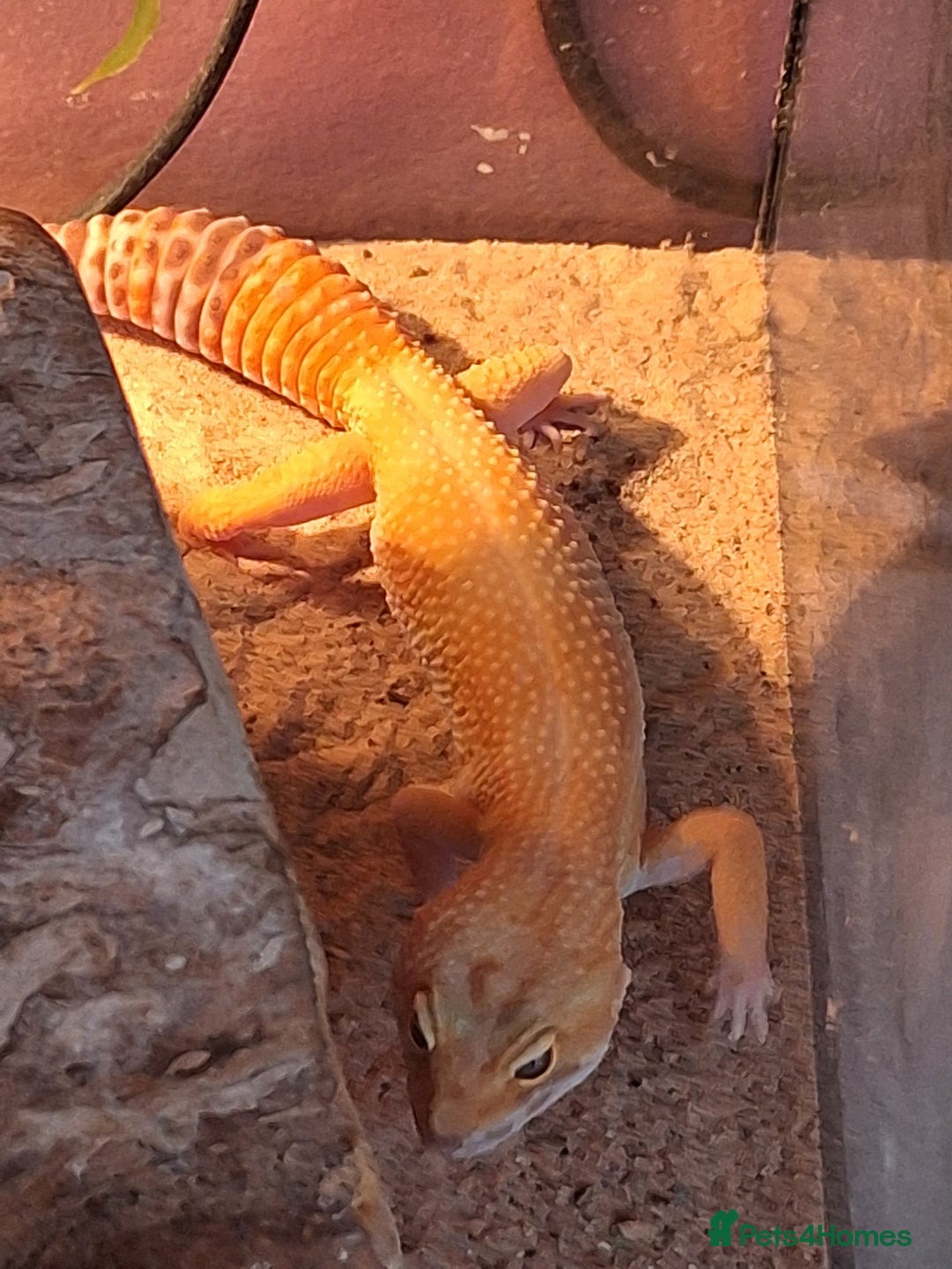 Gecko reptiles for sale: Female leopard gecko - Advert 5