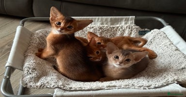Abyssinian cats - Advert 4