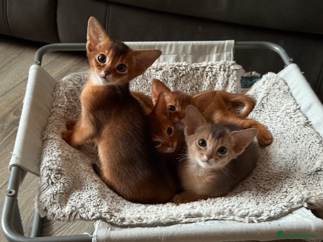Abyssinian cats for sale: Amazing champion parents litter ❤️ - Image 1