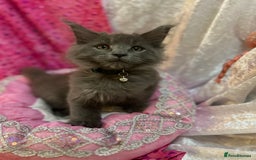 Maine Coon cats for sale: Beautiful GCCF reg Mainecoon kittens available  - Image 15