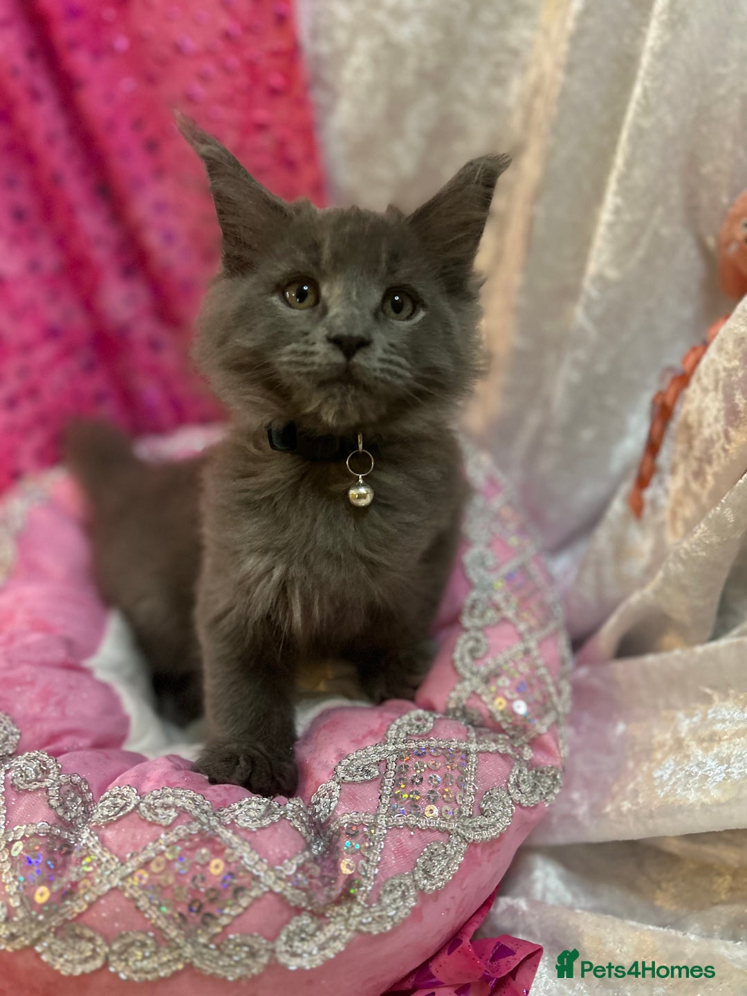 Maine Coon cats for sale: Beautiful GCCF reg Mainecoon kittens available  - Image 15