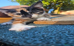 Persian cats for sale: Very beatifull mix breed/Persian kittens  - Image 20