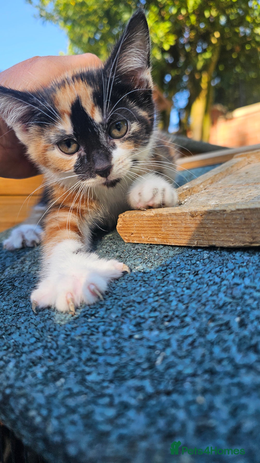 Persian cats for sale: Very beatifull mix breed/Persian kittens  - Image 20