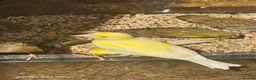 Canaries birds for sale: Canaries for sale  - Advert 6