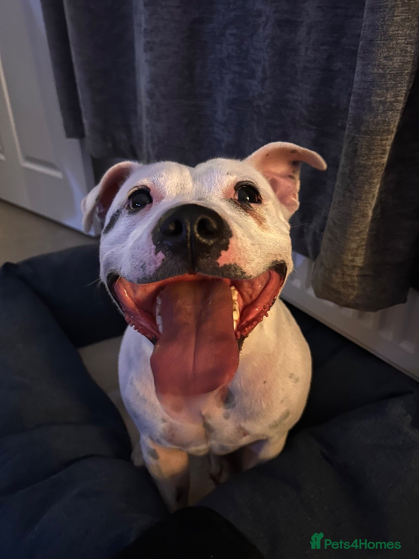 Staffordshire Bull Terrier dogs 4.5 year old Male Staffordshire bull terrier  - Advert 16
