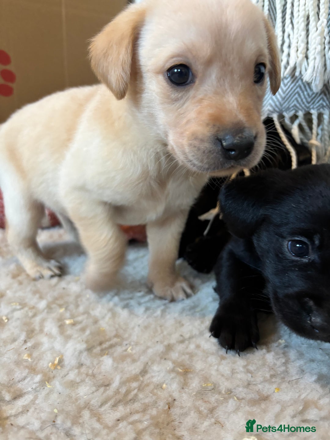 Labrador Retriever dogs for sale: 🐾 Labrador Retriever Puppies for Sale 🐾 - Image 4