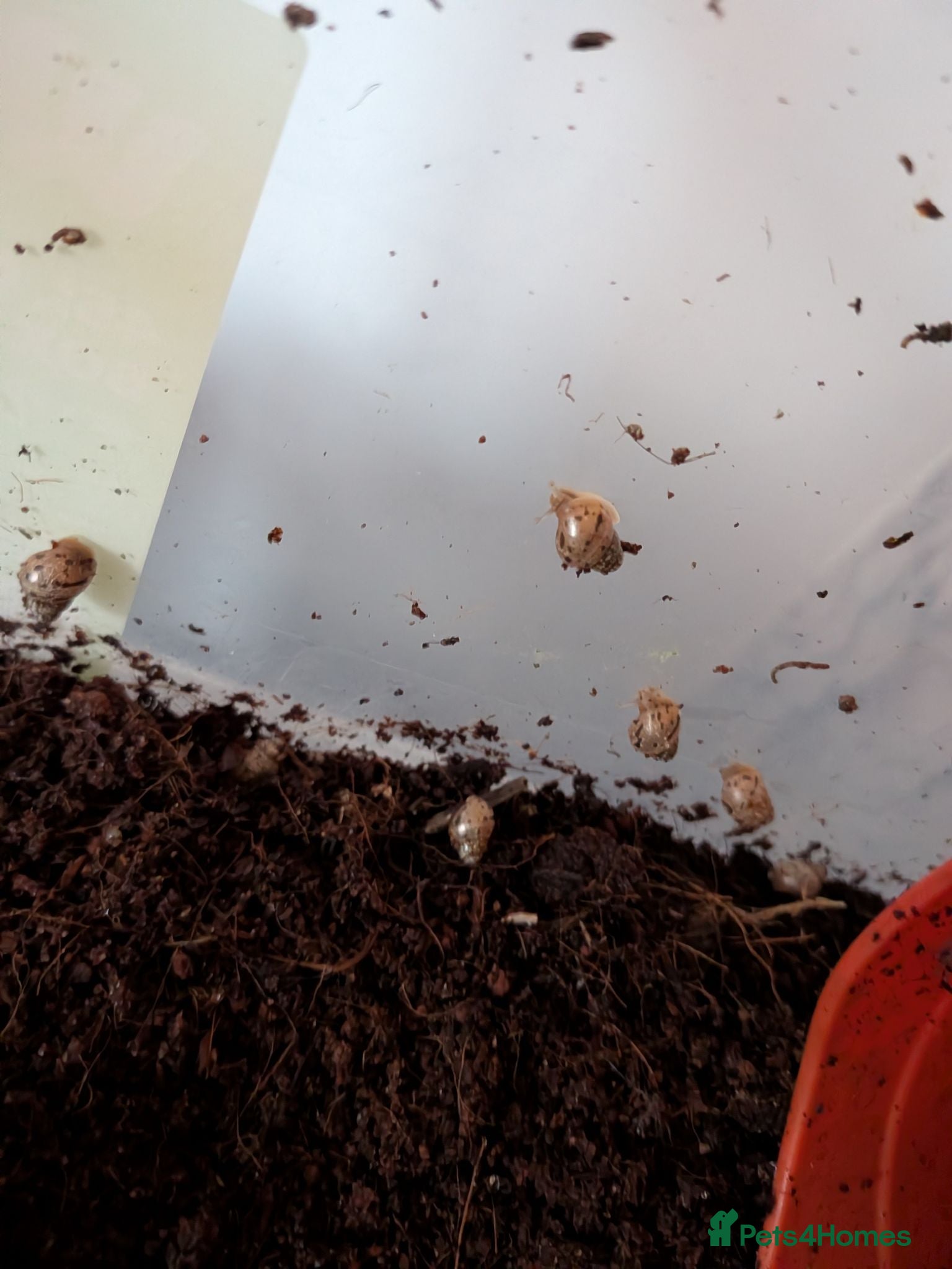 Snails invertebrates Giant African Land Snails  - Advert 1