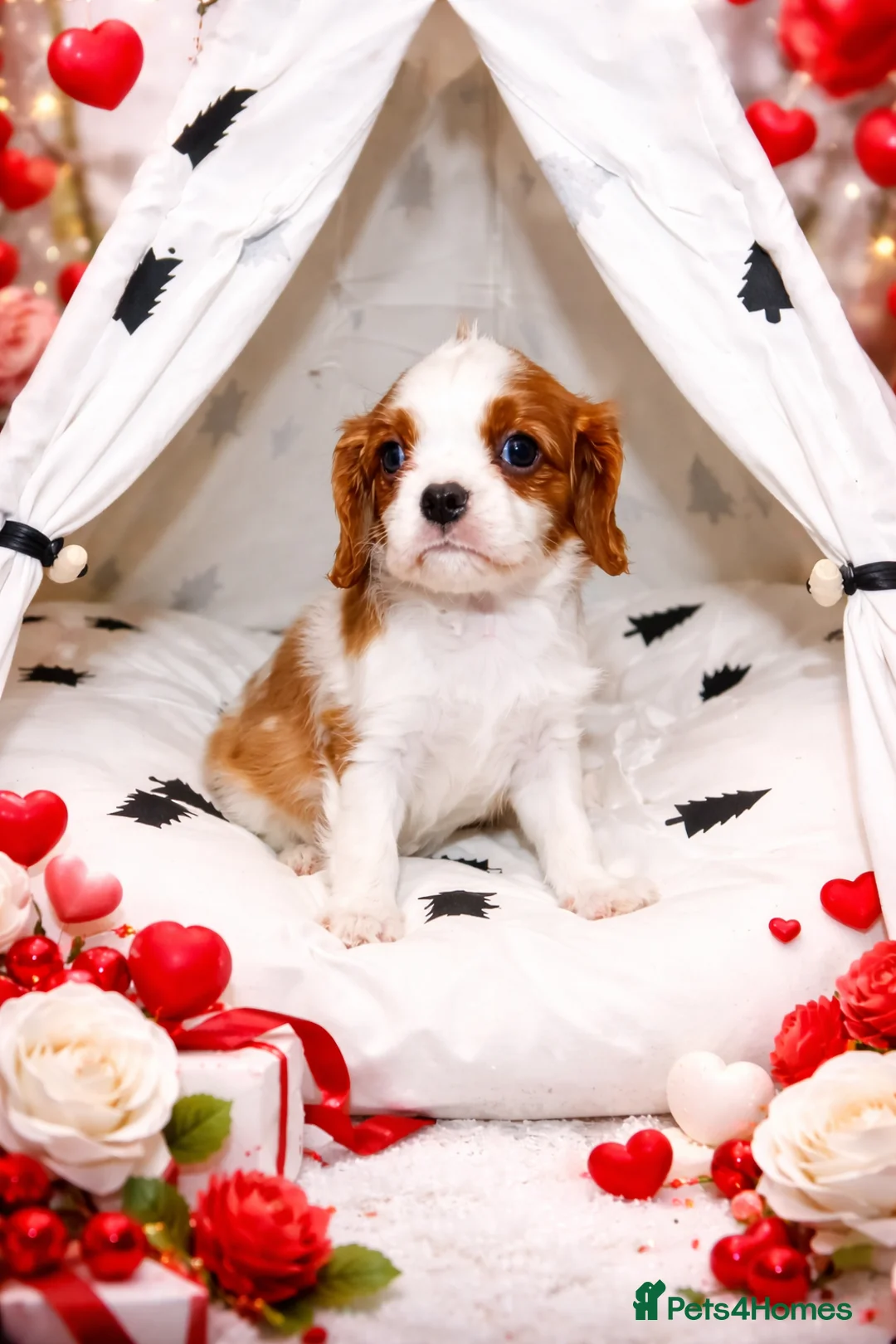 Cavalier King Charles Spaniel dogs for sale: Beautiful Cavalier Puppies available 😍  - Advert 21