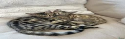 Bengal cats for sale: 2 Bengal kittens  in Coventry - Advert 3