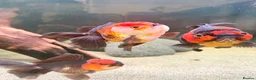 Fancy Goldfish fish for sale: Ornamental oranda’s - Advert 3