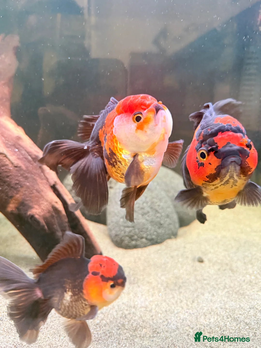 Fancy Goldfish fish for sale: Ornamental oranda’s - Advert 3