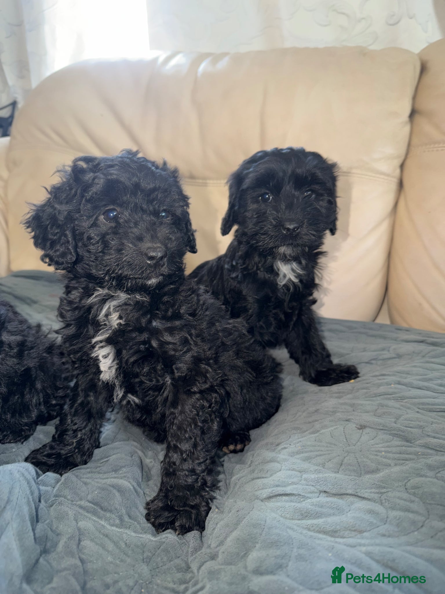 Cockapoo dogs Beautiful cockapoo puppies - Advert 1