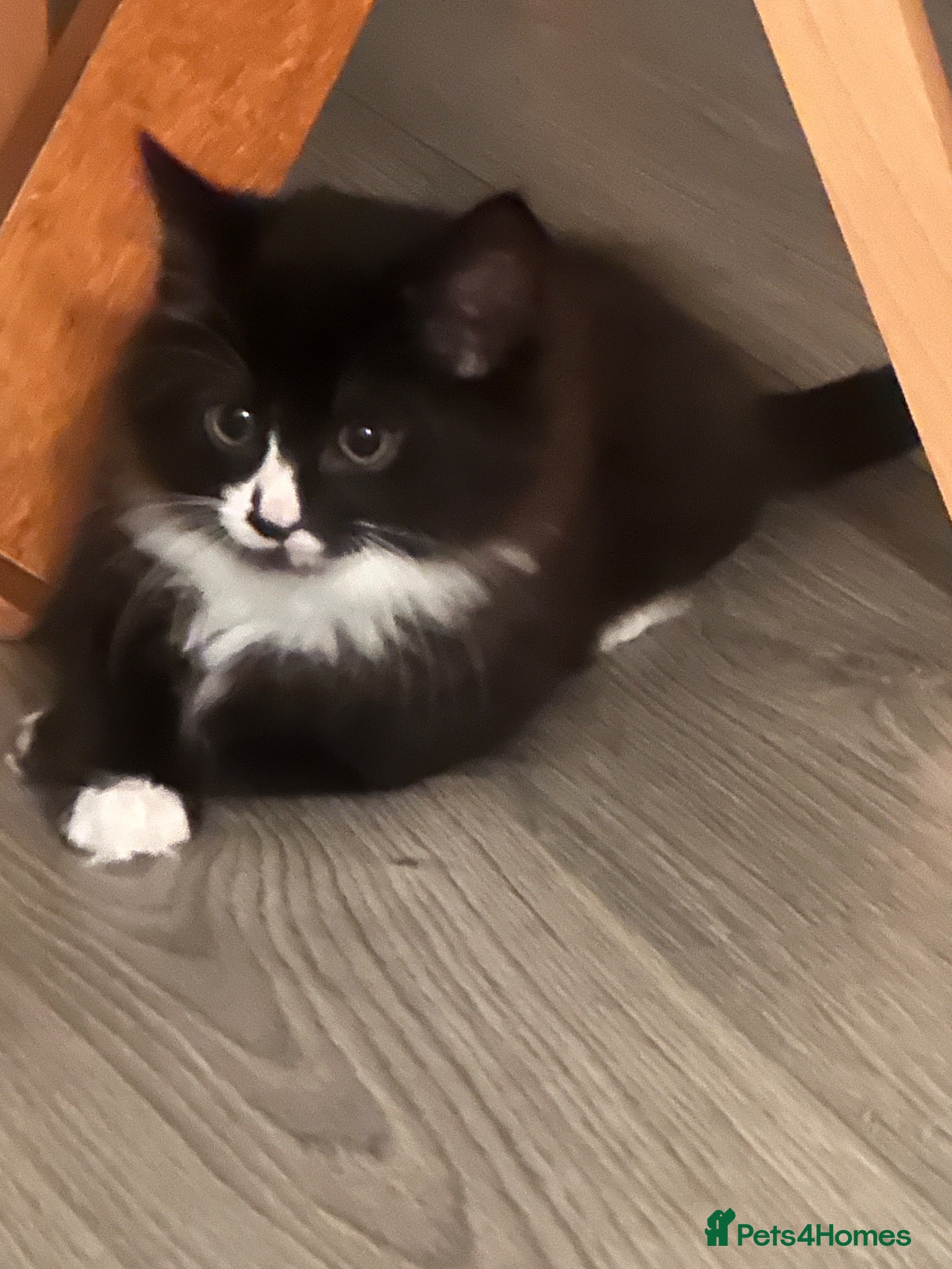 Mixed Breed cats for sale: Lovely boy  - Advert 2