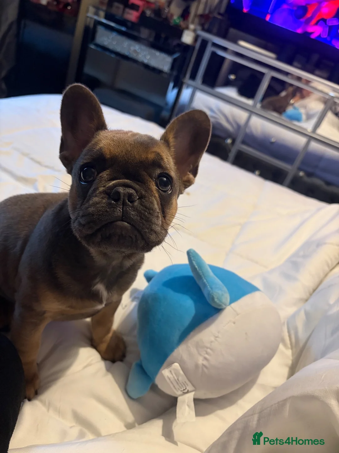 French Bulldog dogs for sale: Bella  in Cirencester - Advert 1