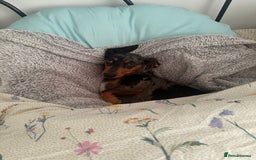 Dachshund dogs for sale: Otis  - Image 2