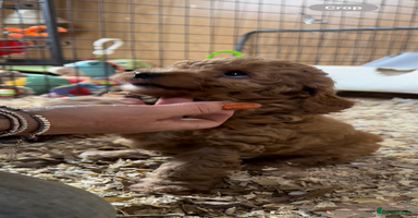 Miniature Poodle dogs - Advert 13