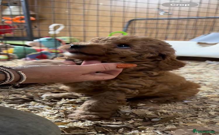 Miniature Poodle dogs - Advert 1
