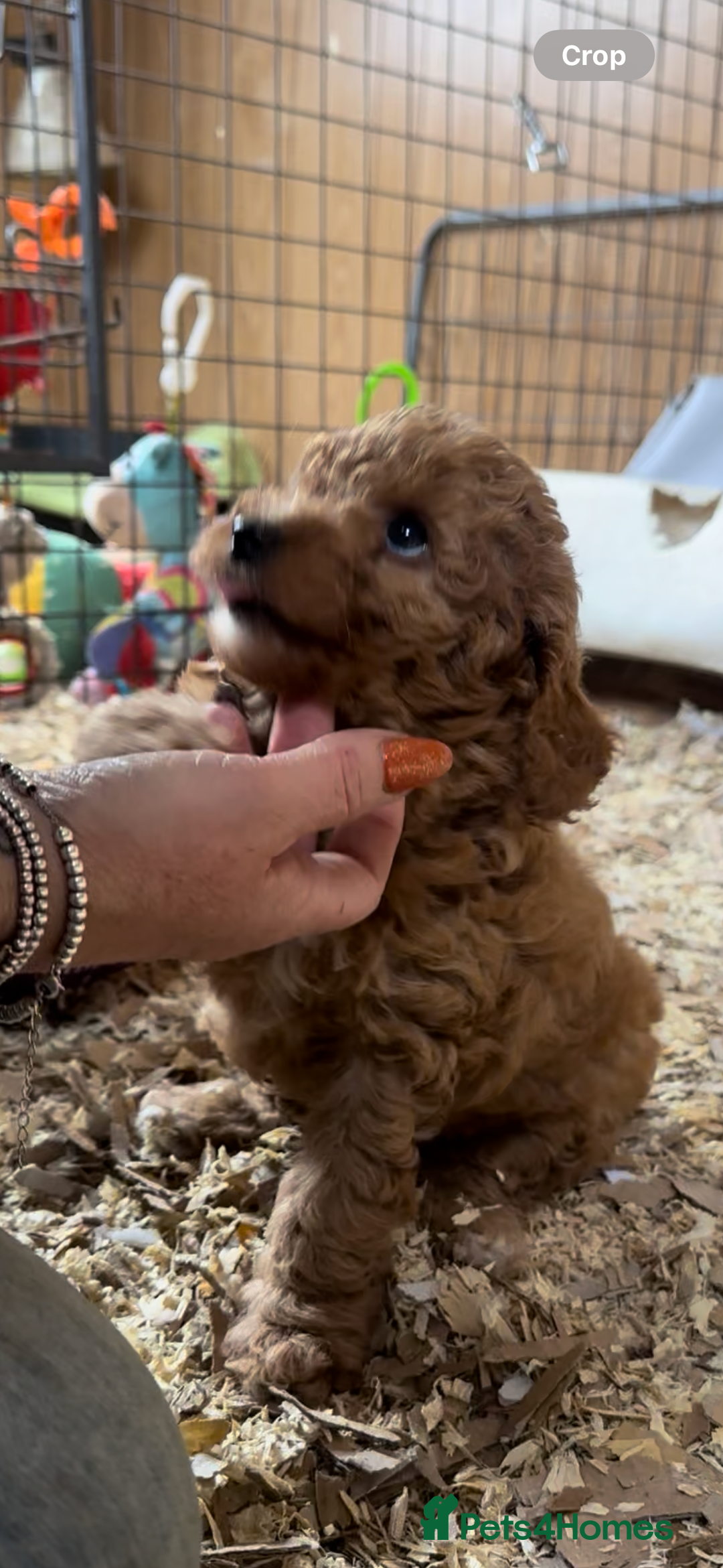 Miniature Poodle dogs for sale: Wow 🤩 how stunning  - Image 1