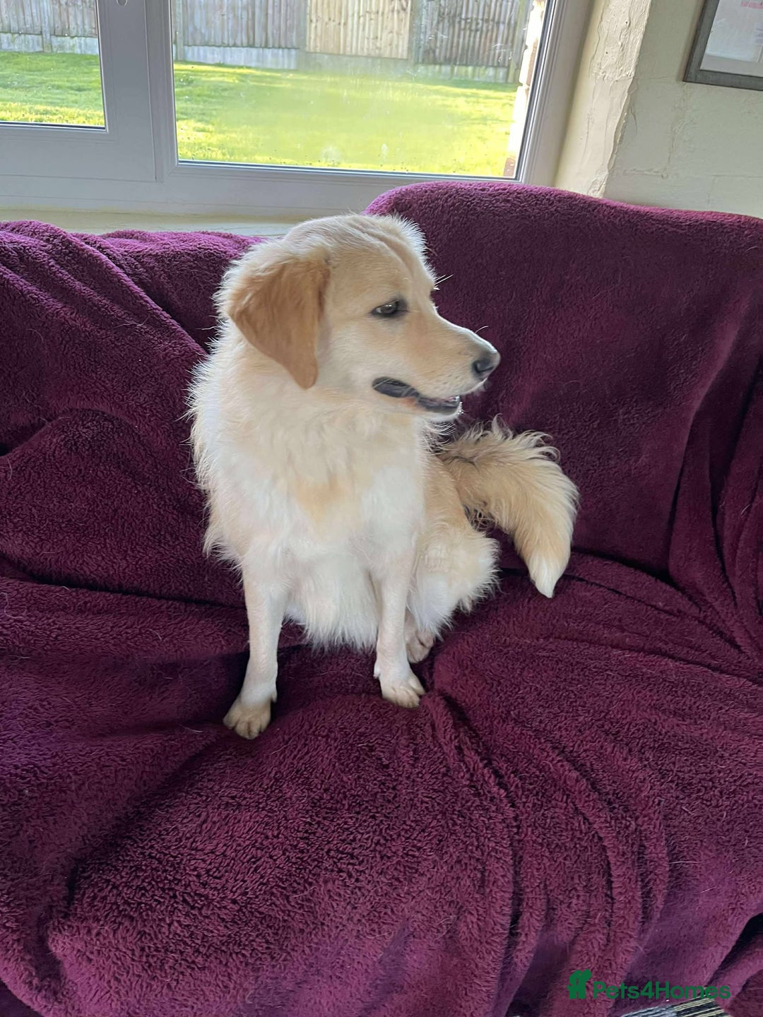 Mixed Breed dogs for adoption: PERDY - Advert 5