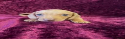 Miniature Dachshund dogs for sale: Miniature Dachshund available  - Advert 9