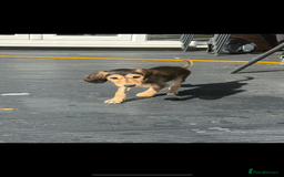 Saluki dogs for sale: Stunning Saluki puppies - Image 6