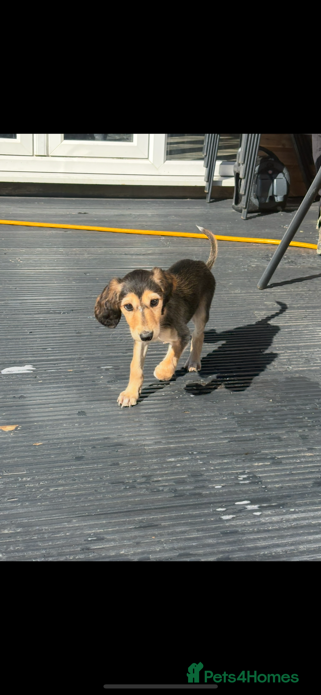 Saluki dogs for sale: Stunning Saluki puppies - Image 6
