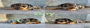 💚 Dorkie Boy