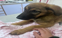 Mixed Breed dogs for sale: dogs for sale ££150-£250 - Image 2